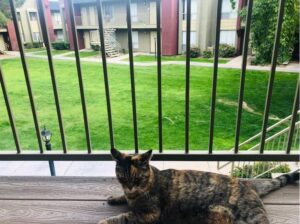 A calico cat sitting on a patio in front of bright green grass